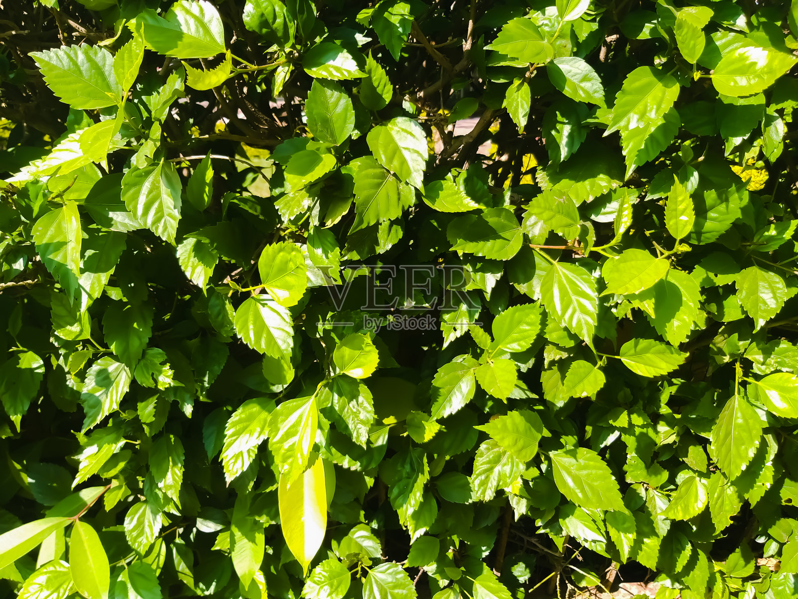 绿色飞跃jpg照片摄影图片