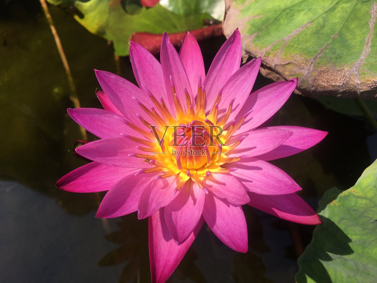 粉红色的荷花在池中照片摄影图片