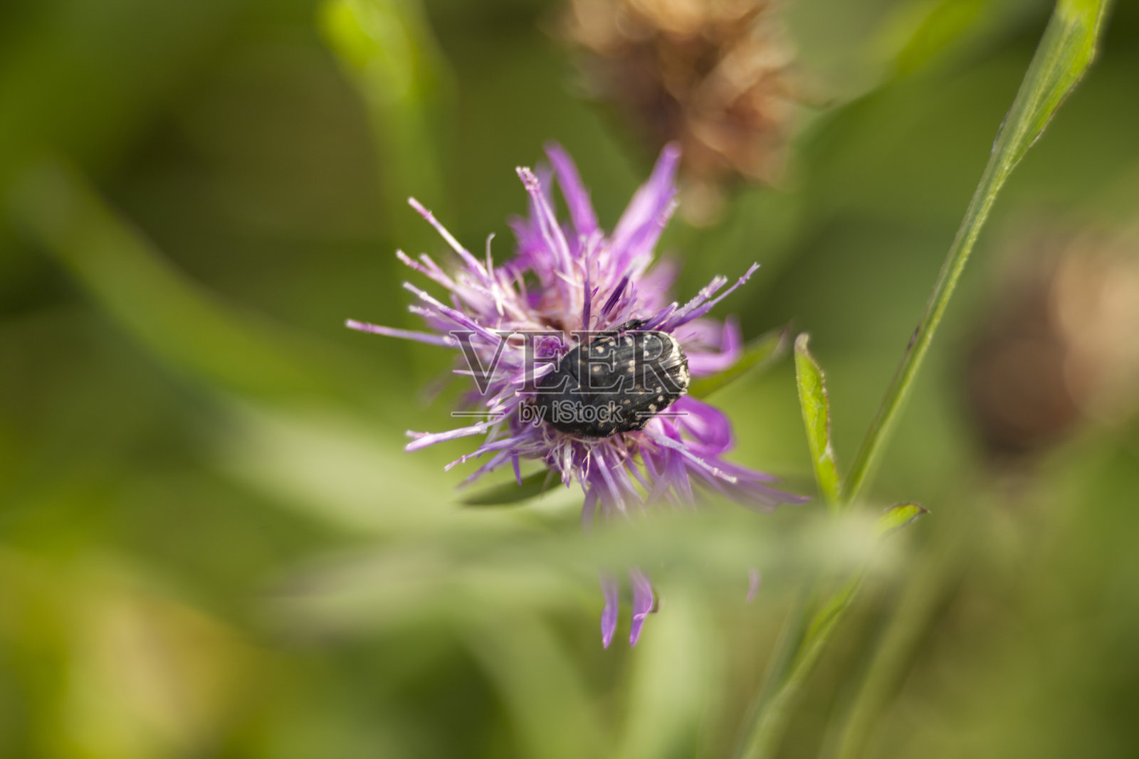 白斑玫瑰甲虫照片摄影图片