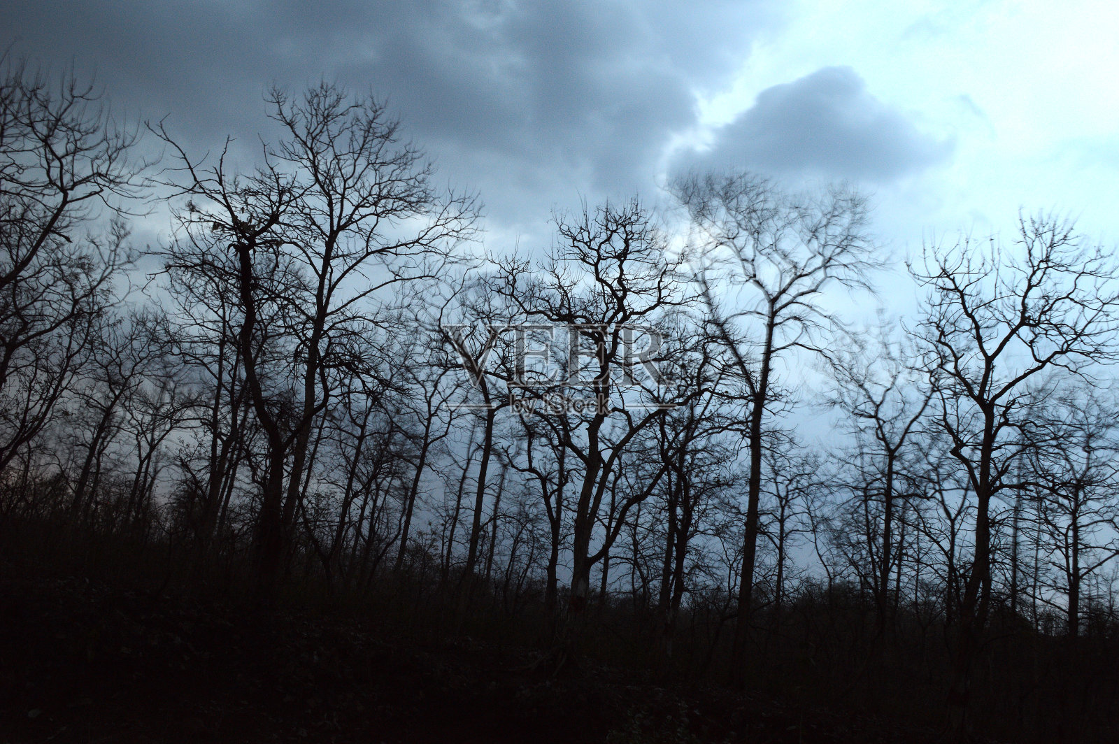日落时树木的剪影景观。背景光景观,照片摄影图片