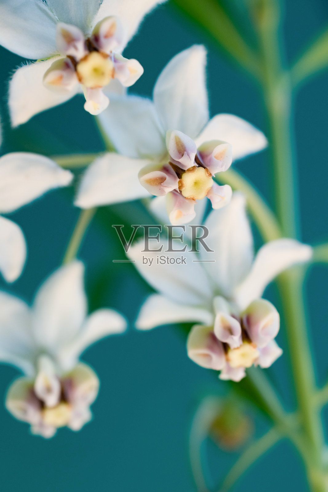 可爱的白色花在绿色的背景照片摄影图片