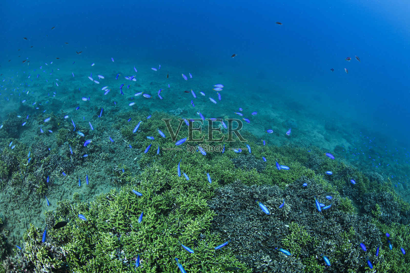 健康茂盛的硬珊瑚斑块水下伊豆，日本照片摄影图片