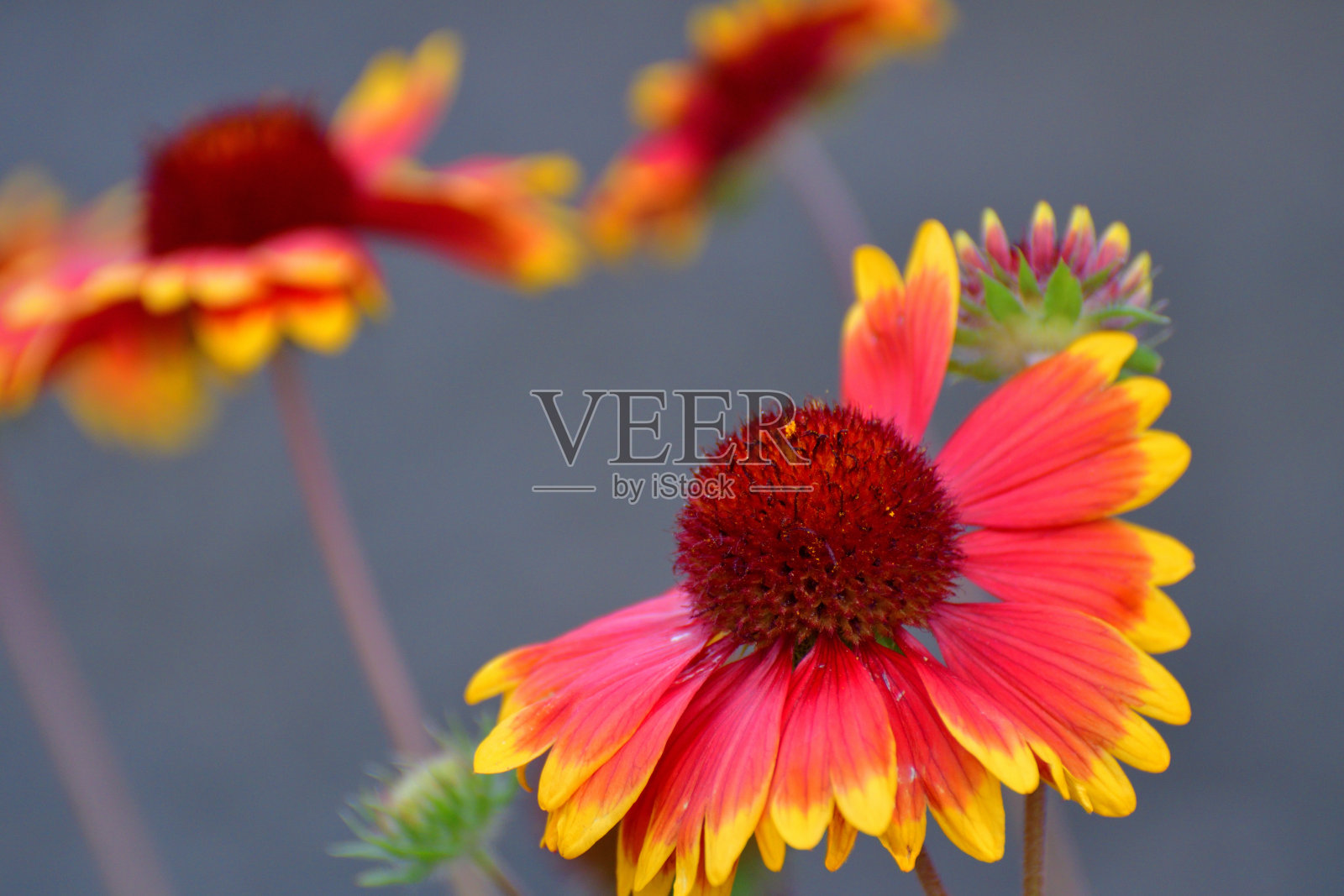 天人菊属植物花照片摄影图片