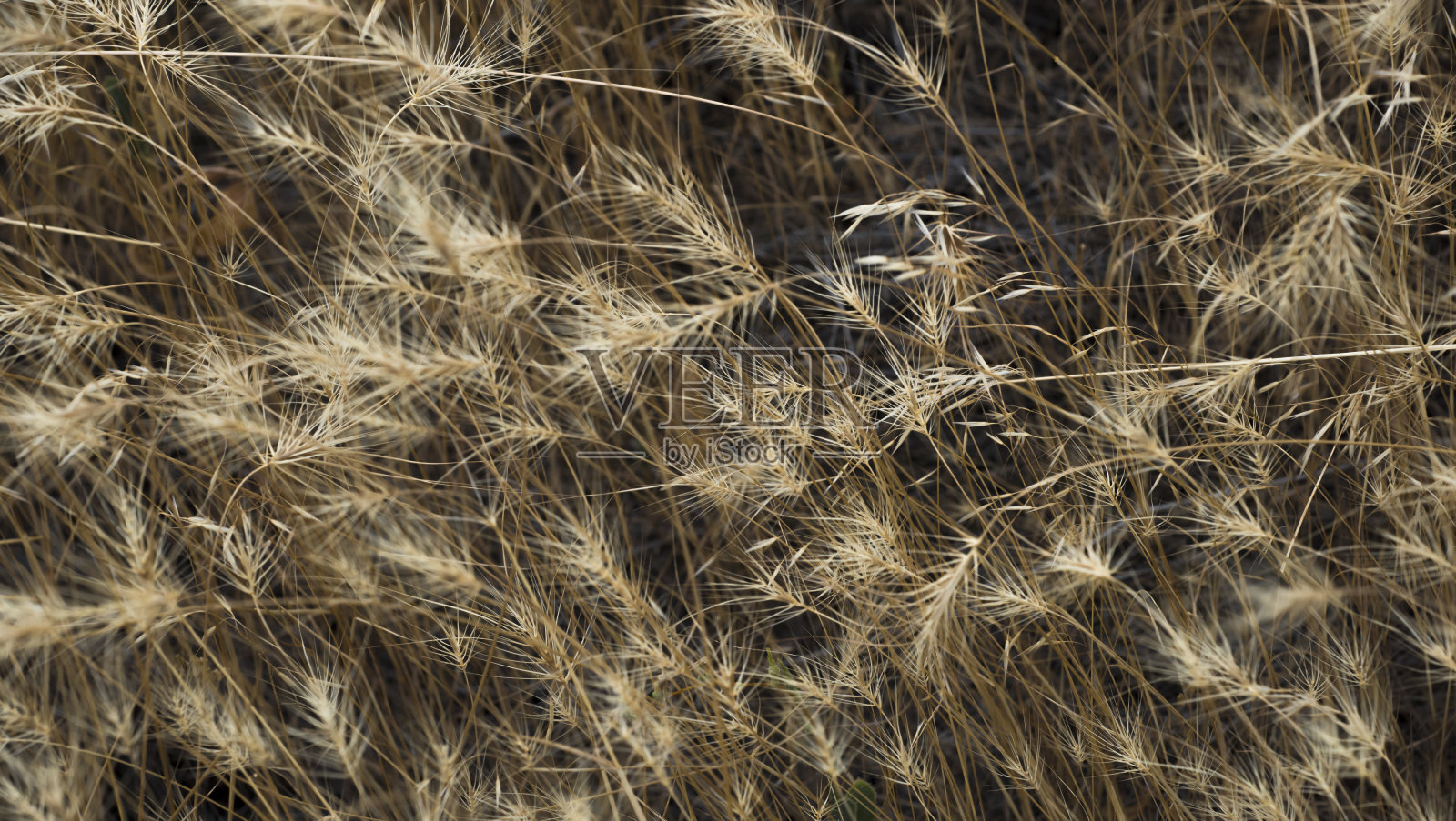 麦田照片摄影图片