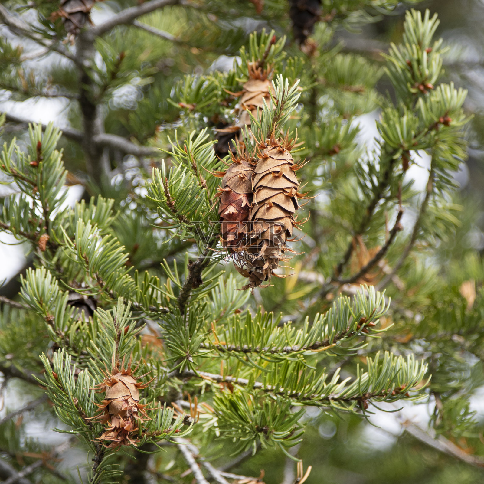 门氏黄杉的松果照片摄影图片