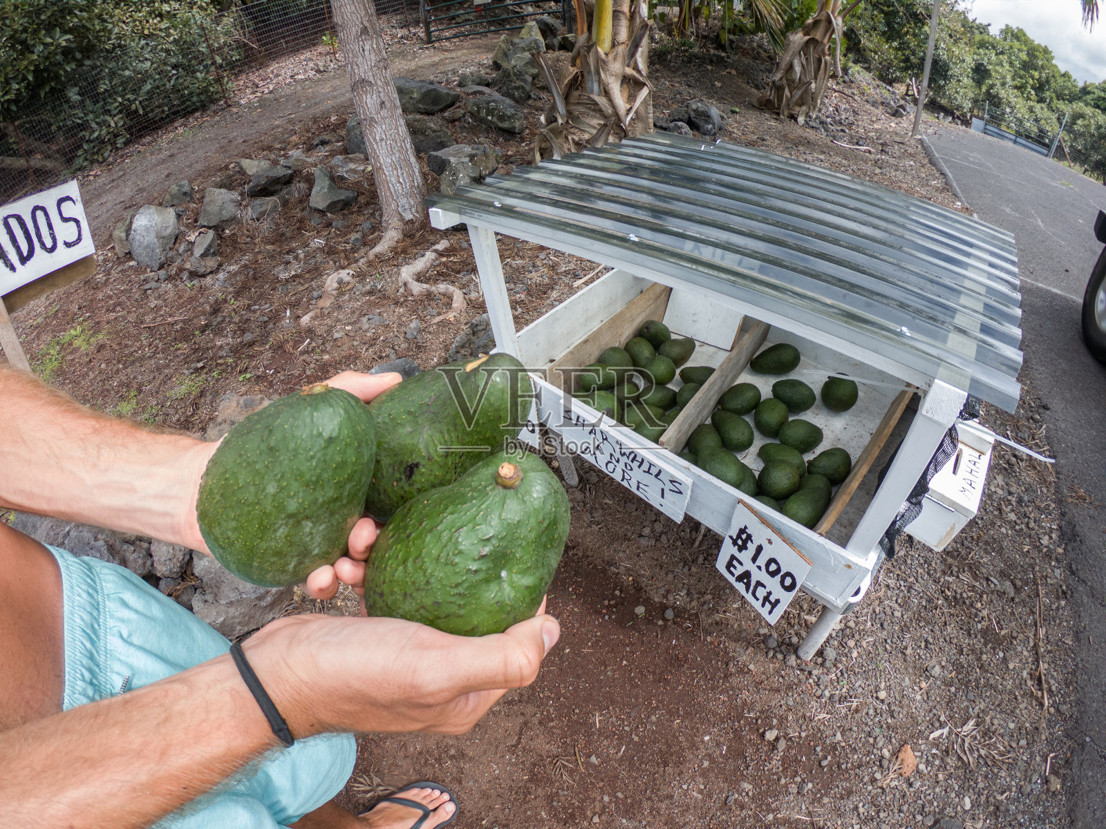 游客从夏威夷街头小贩那里购买牛油果的观点照片摄影图片