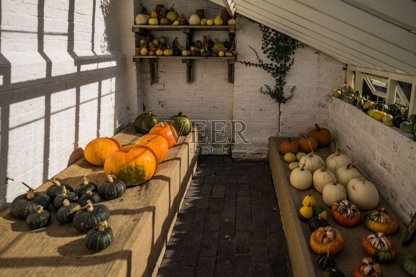 南瓜，南瓜，水果，藤秋天生产温室照片摄影图片