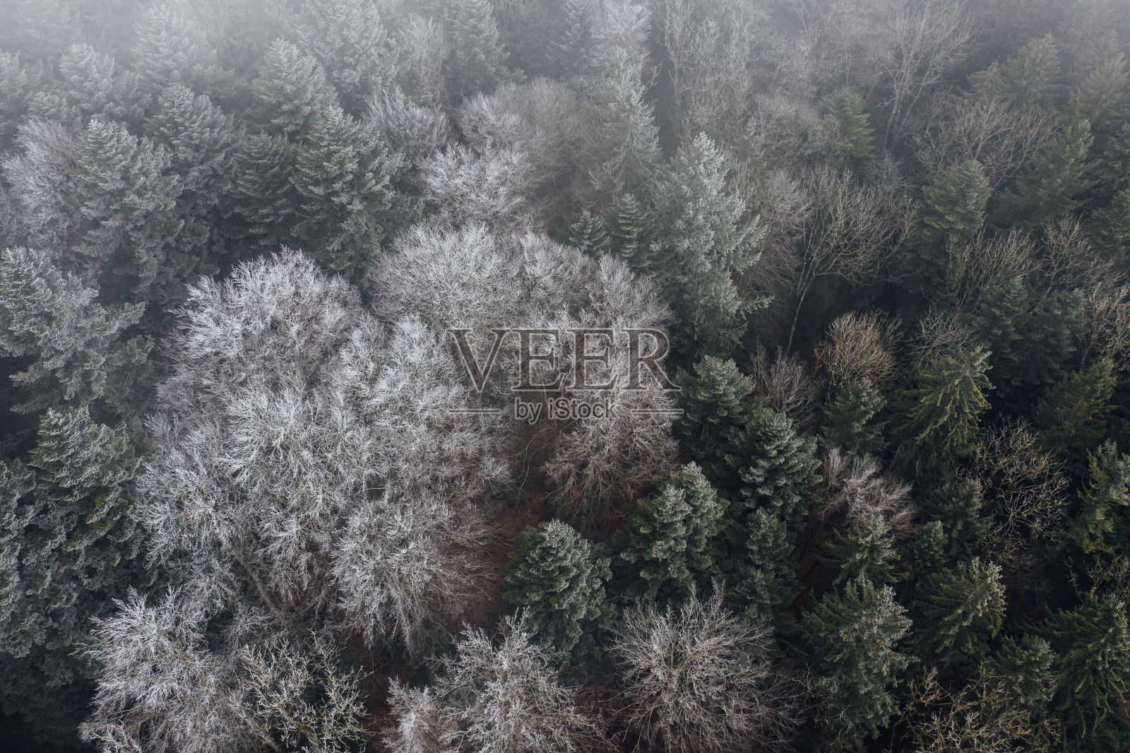 云中冰冻的森林照片摄影图片