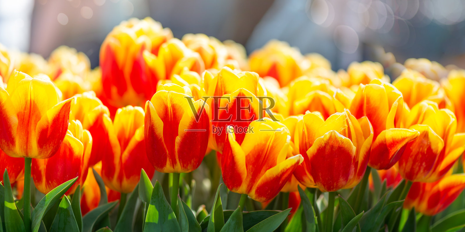 荷兰春天的花园。近距离观察盛开的郁金香，风信子，水仙花坛照片摄影图片