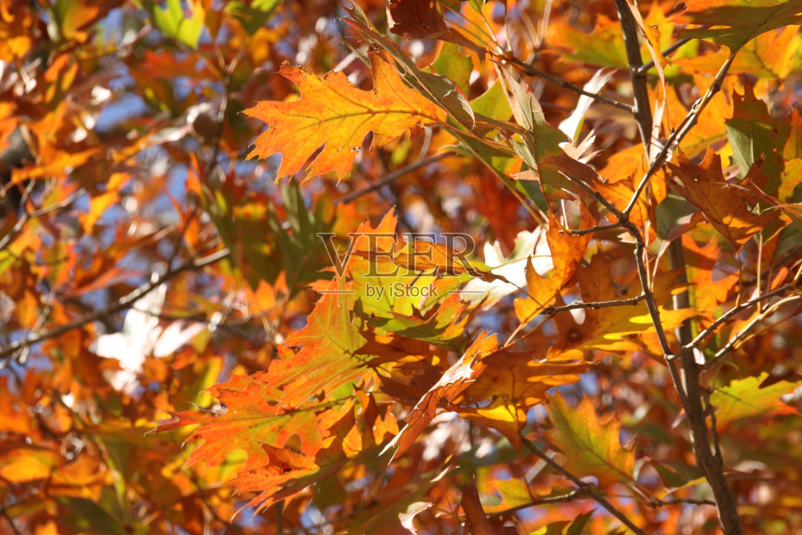 2019年12月25日，德克萨斯州南部的秋季橡树叶照片摄影图片