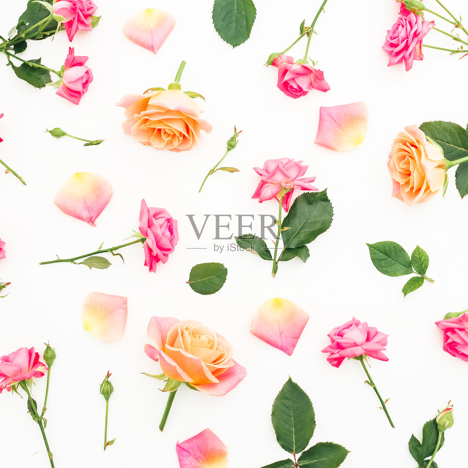 花图案与玫瑰花和花瓣在白色的背景。平躺，俯视图。照片摄影图片