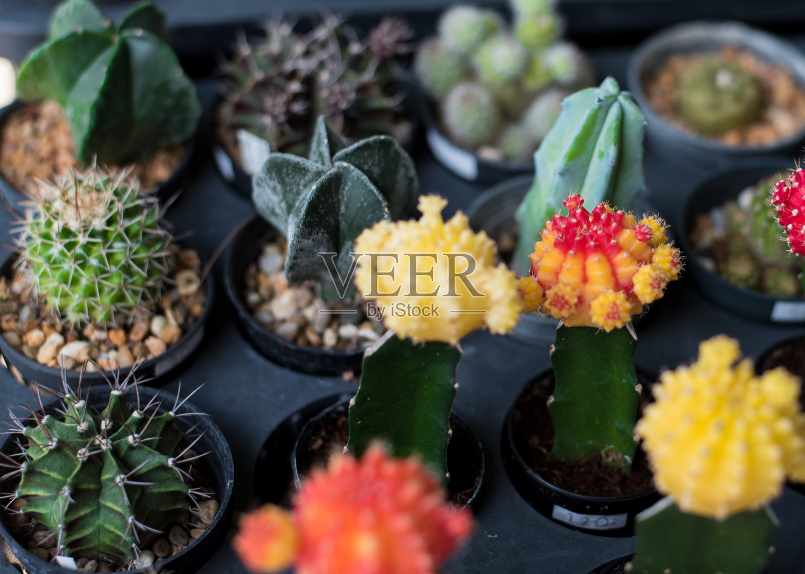 绽放的仙人掌盆中五颜六色的仙人掌照片摄影图片