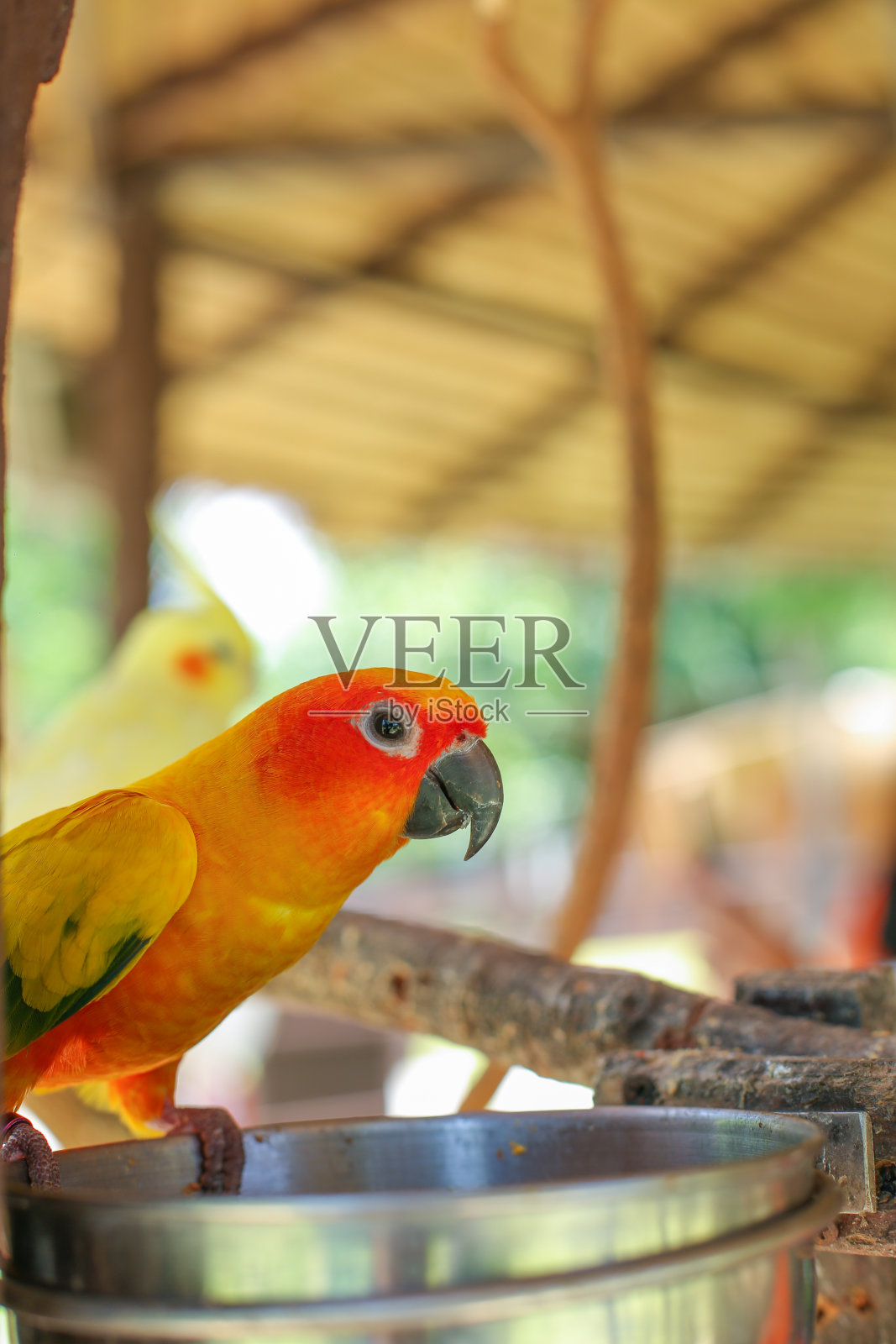 爱鸟鹦鹉有橙色的脸栖息在不锈钢碗上照片摄影图片