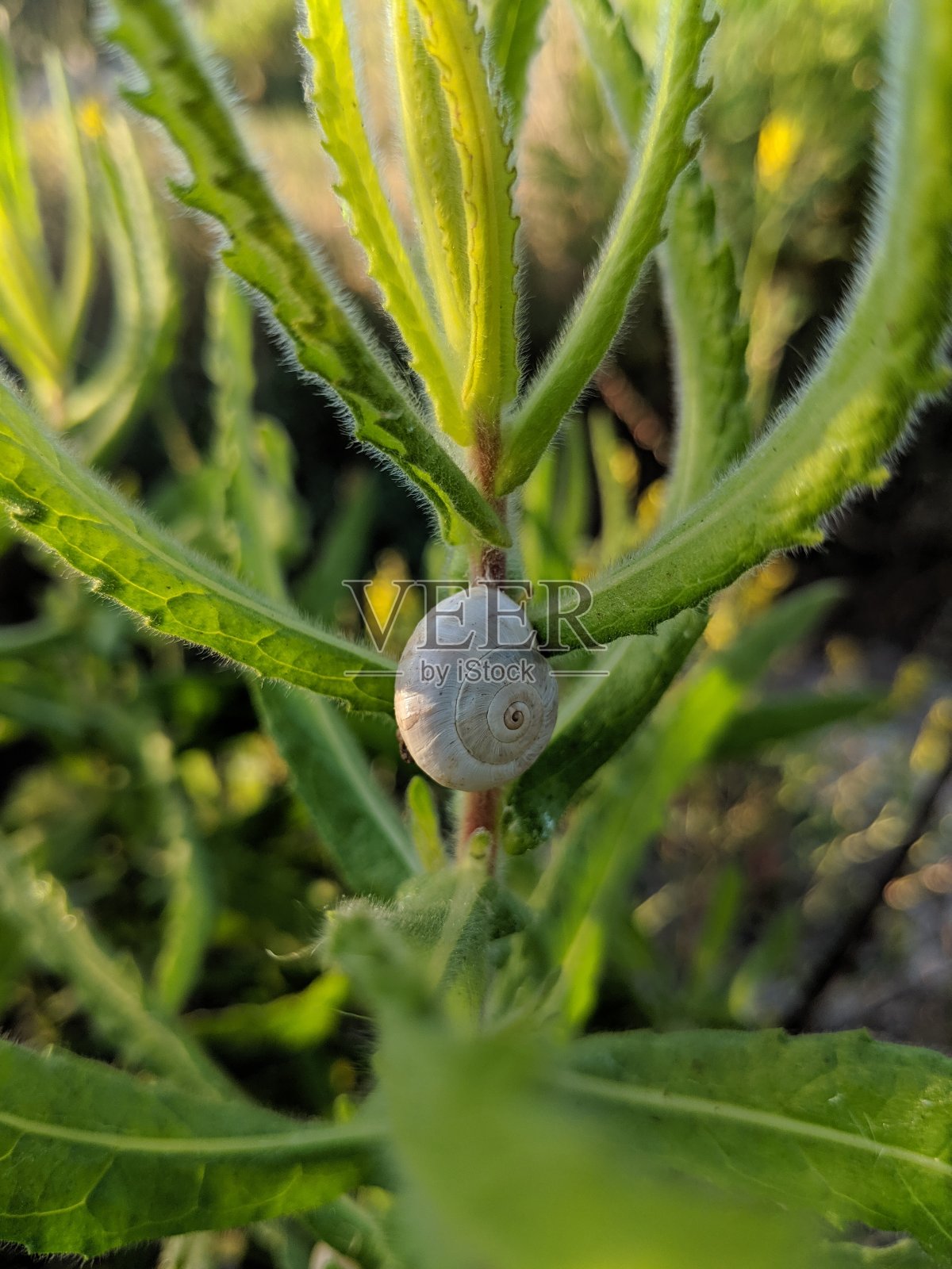 夏季的蜗牛照片摄影图片