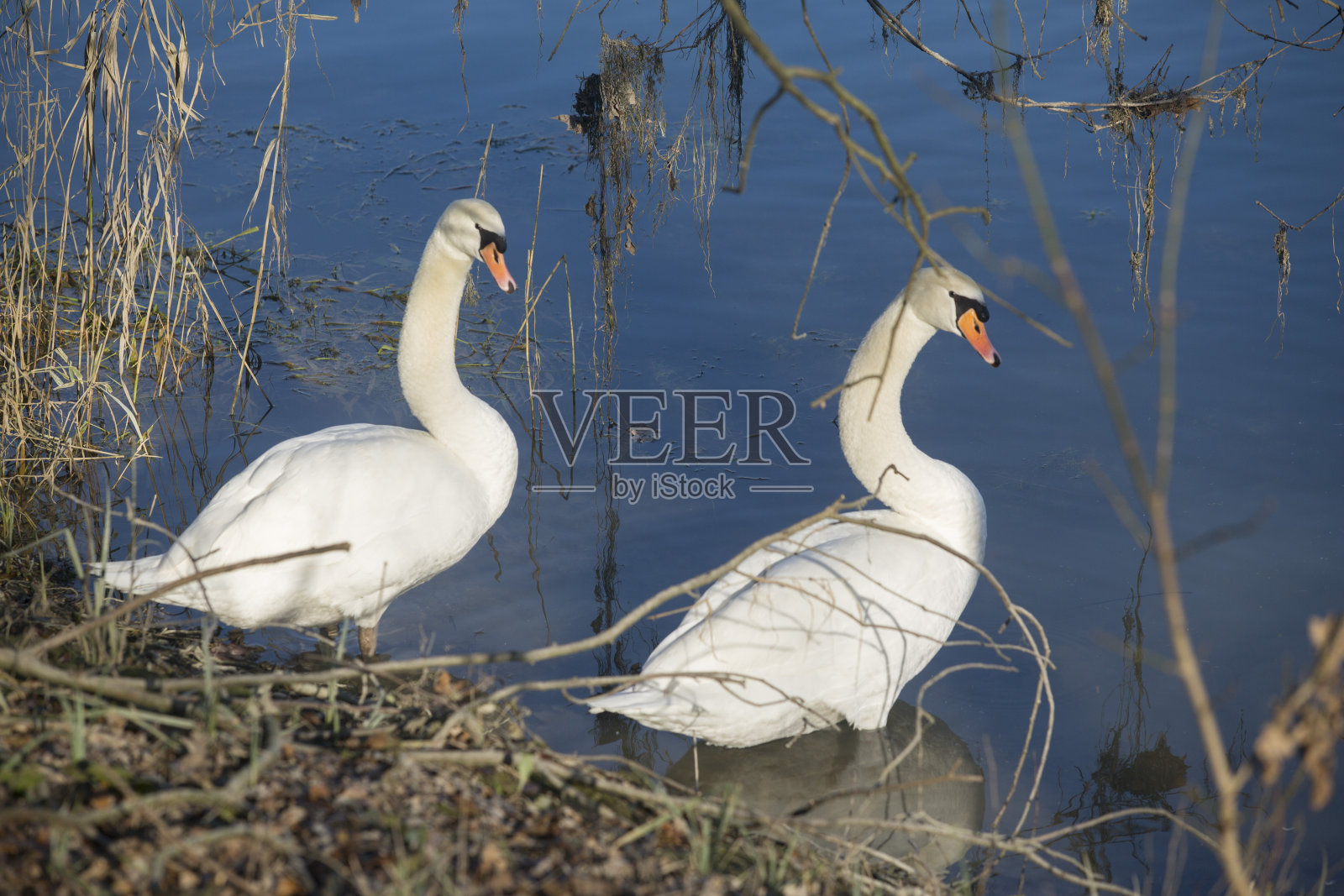 天鹅照片摄影图片