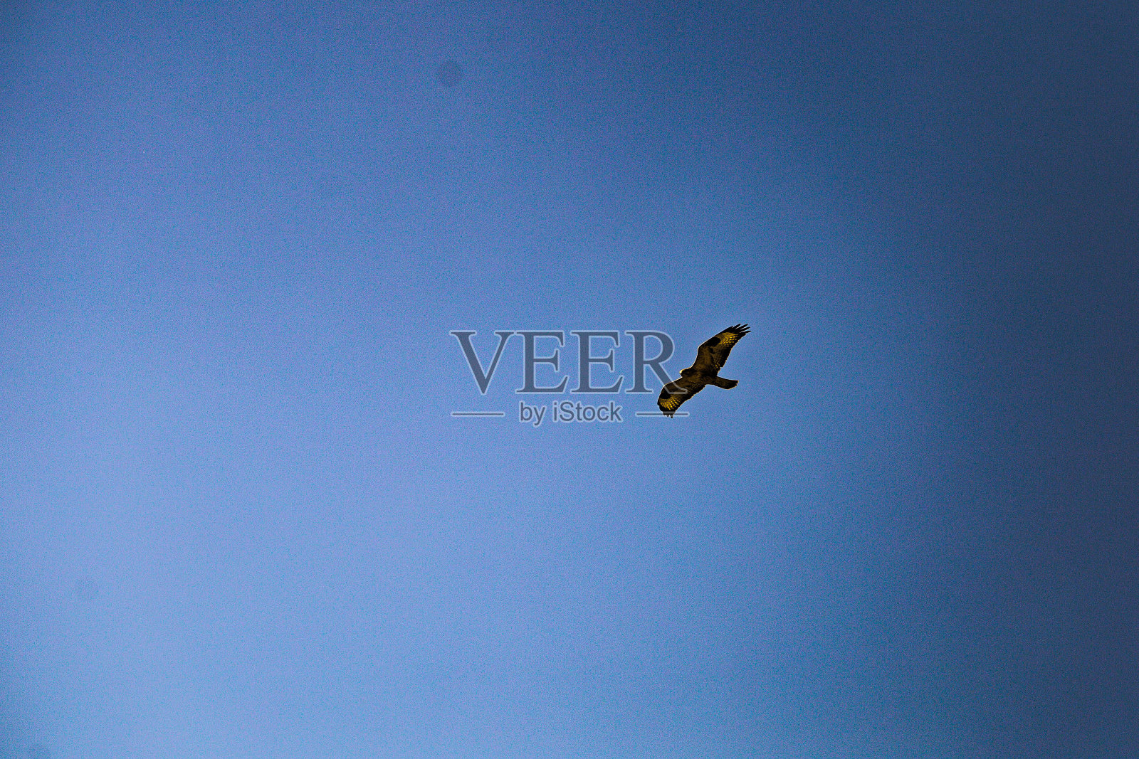 天空中的鹰照片摄影图片