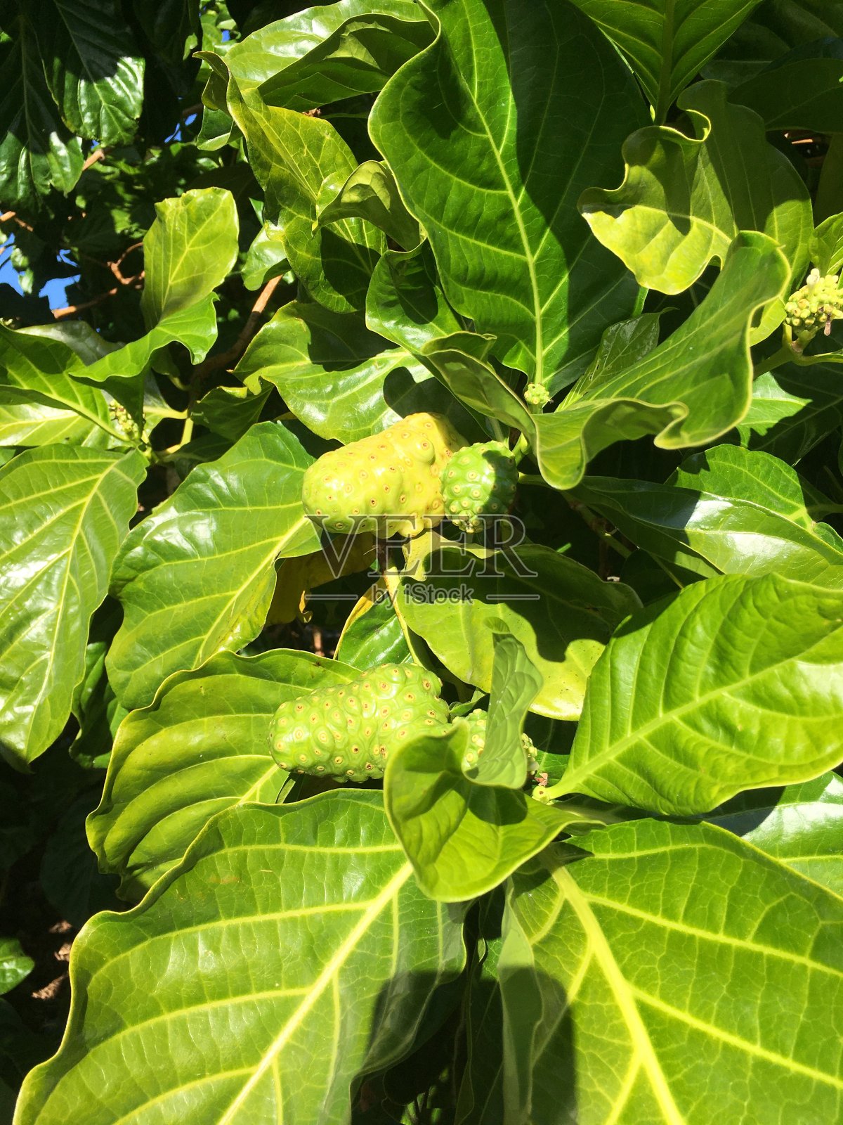 莫林达西特里福利亚树照片摄影图片