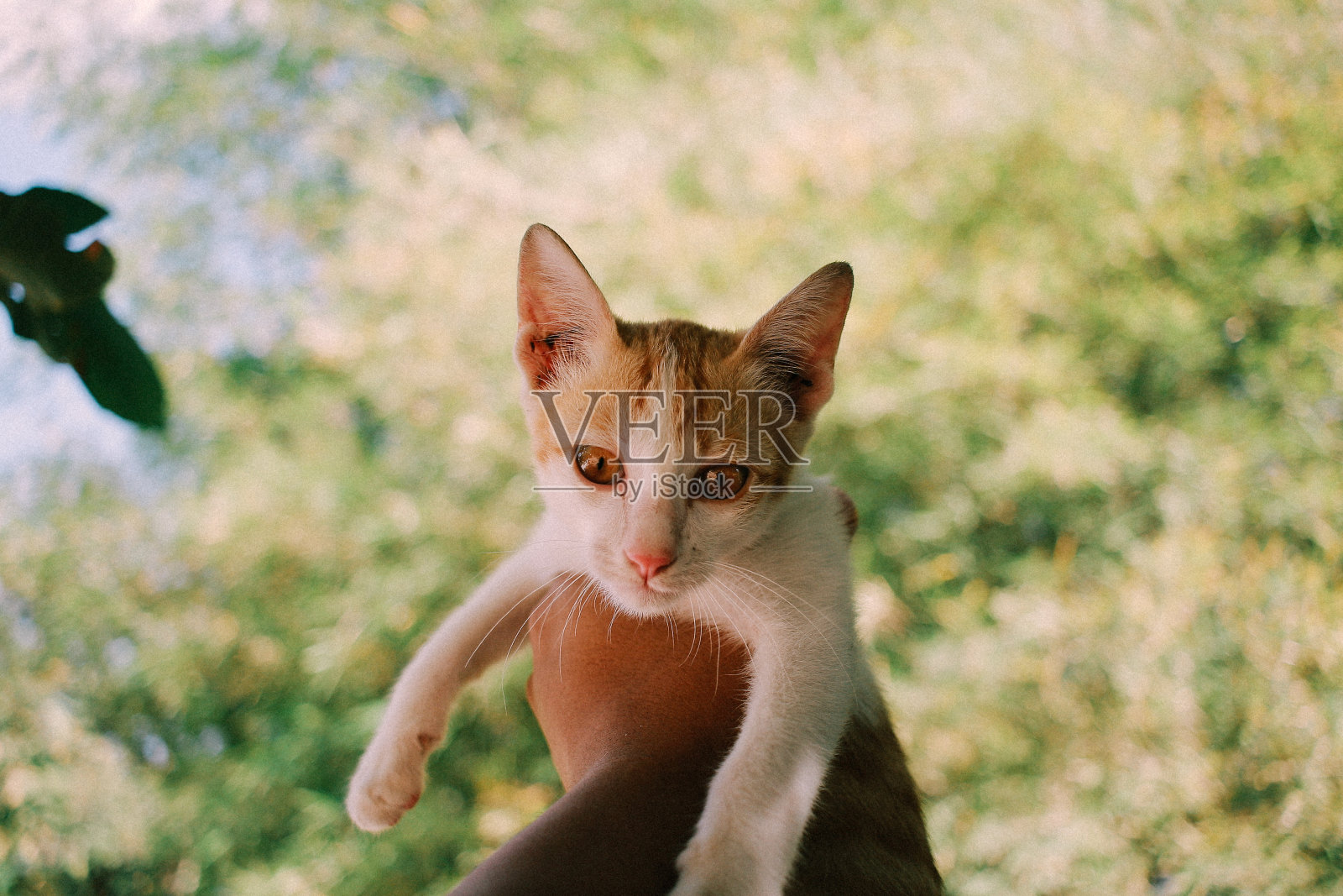 可爱的橙白色小猫喜欢和人玩照片摄影图片