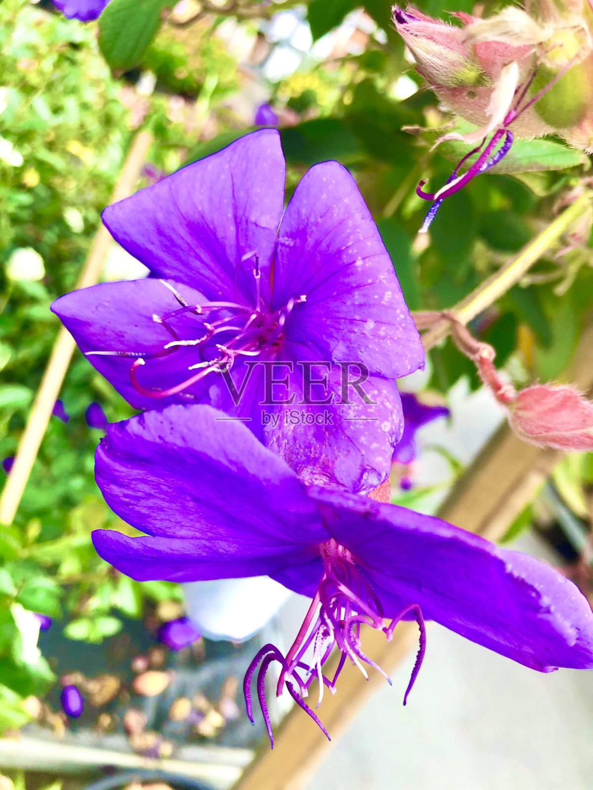 紫色的花照片摄影图片