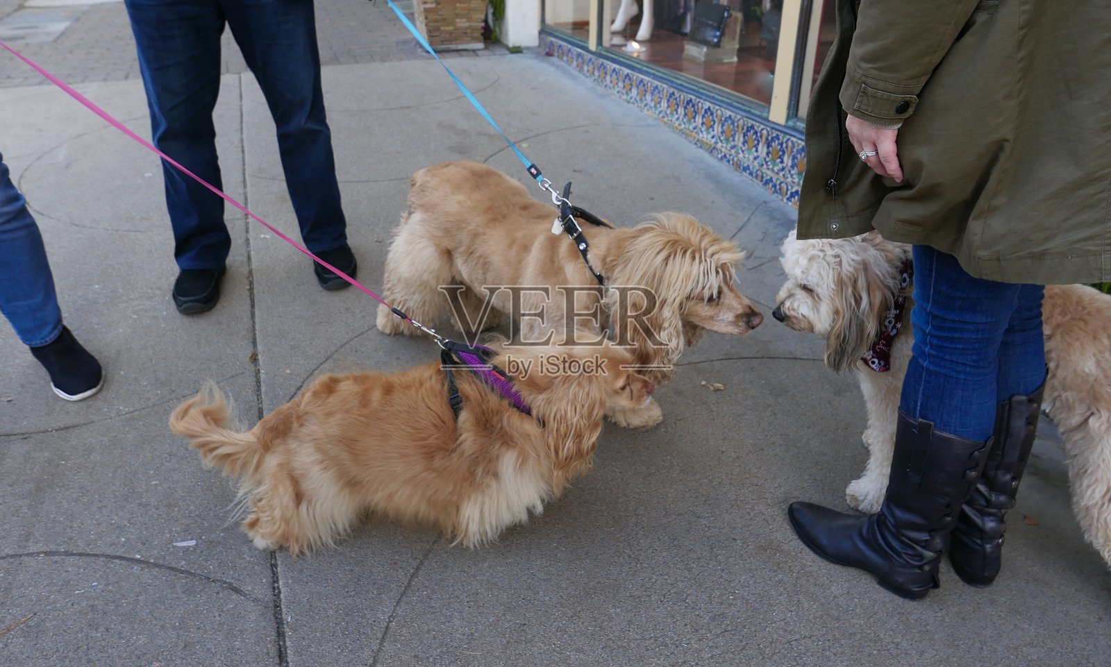 人行道上的狗照片摄影图片