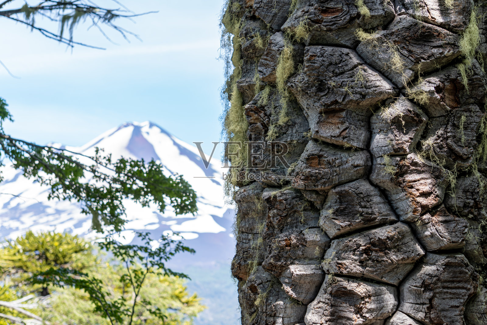 Conguillio国家公园的南洋杉树干照片摄影图片