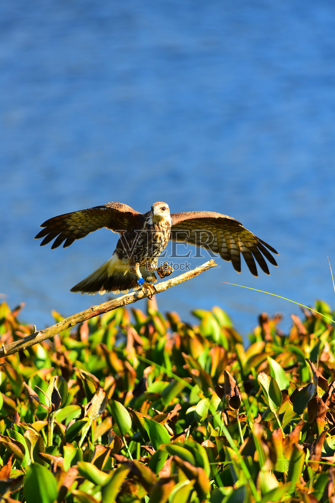 蜗牛风筝，刚刚着陆，张开翅膀，蜗牛伸出爪子照片摄影图片