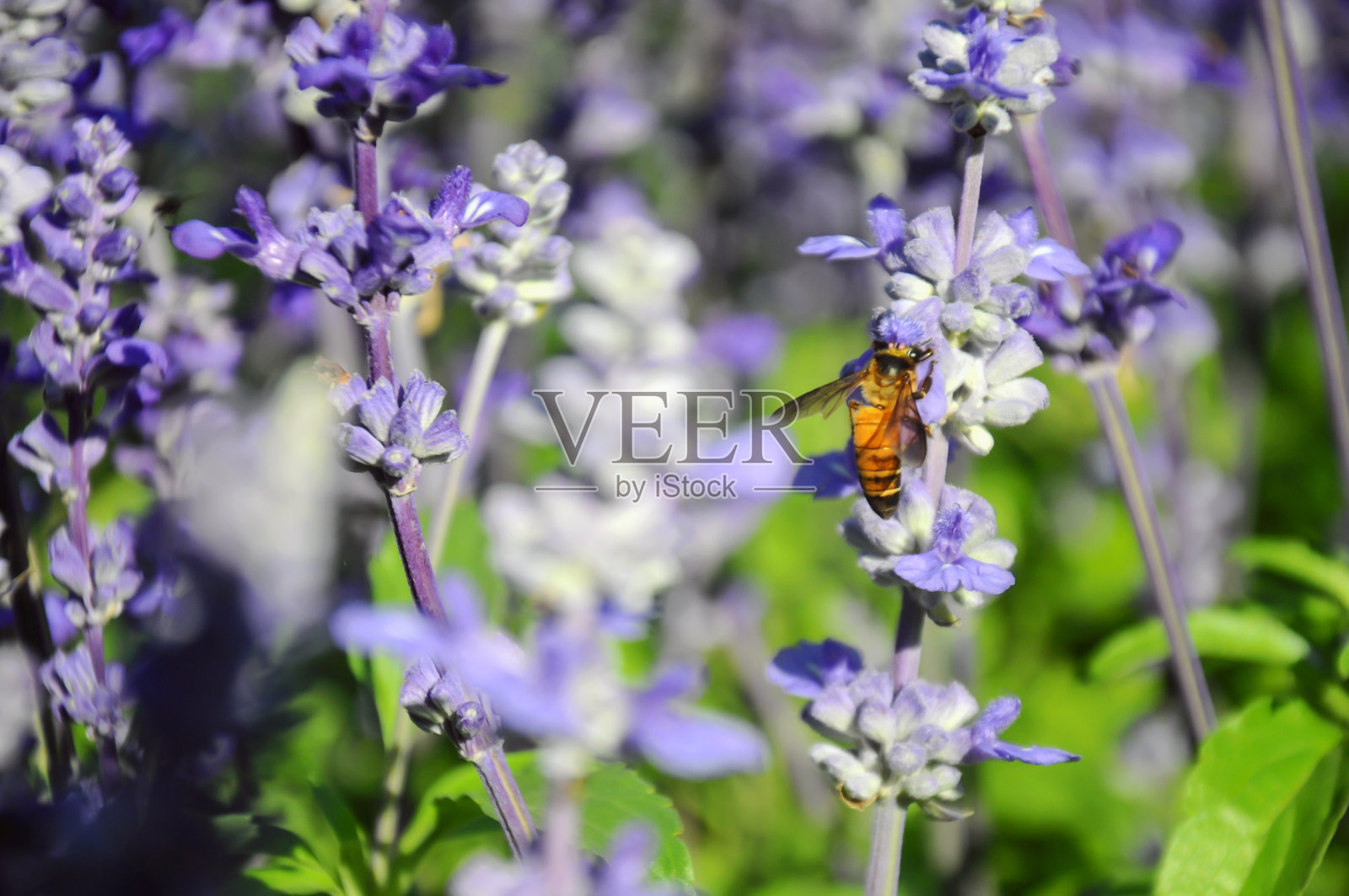 蓝鼠尾草和蜜蜂在花园里照片摄影图片
