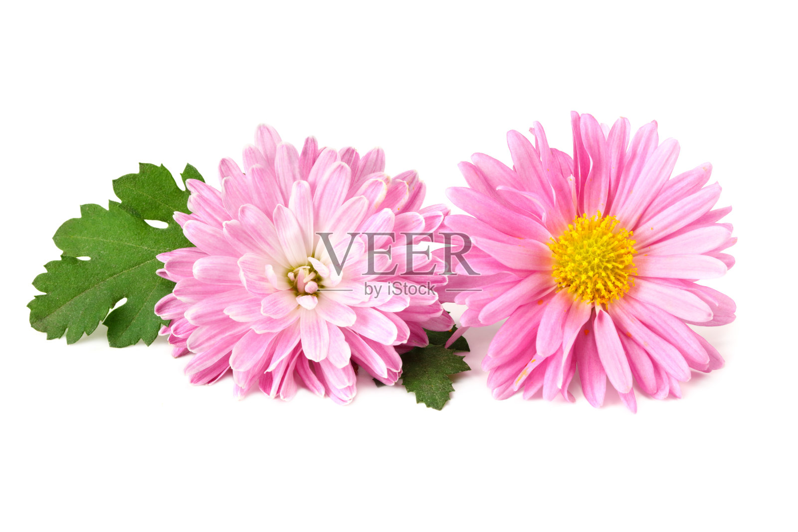 菊花鲜艳的粉红色花，绿叶孤立在白色的背景上照片摄影图片