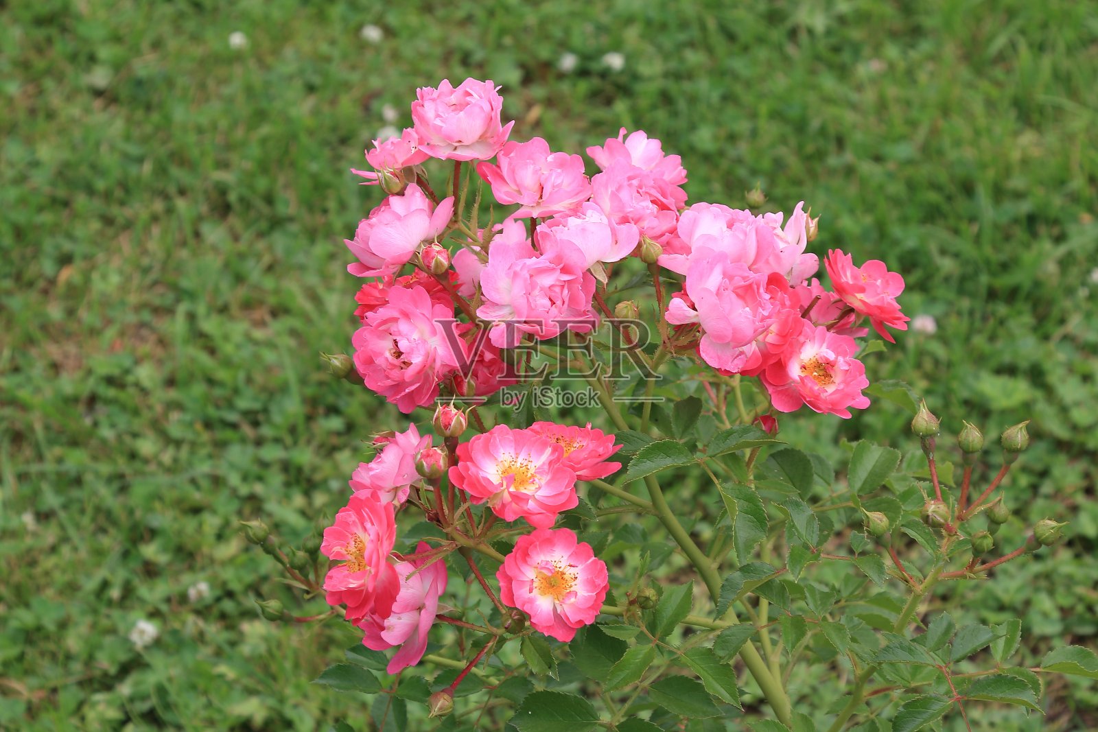 绿色背景上一丛美丽的粉红色玫瑰照片摄影图片