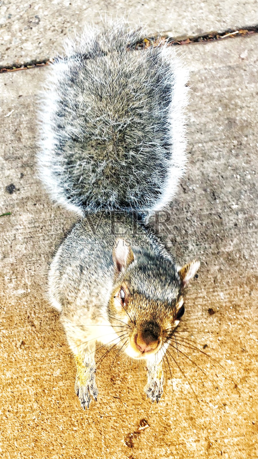 一只松鼠在乞求食物照片摄影图片