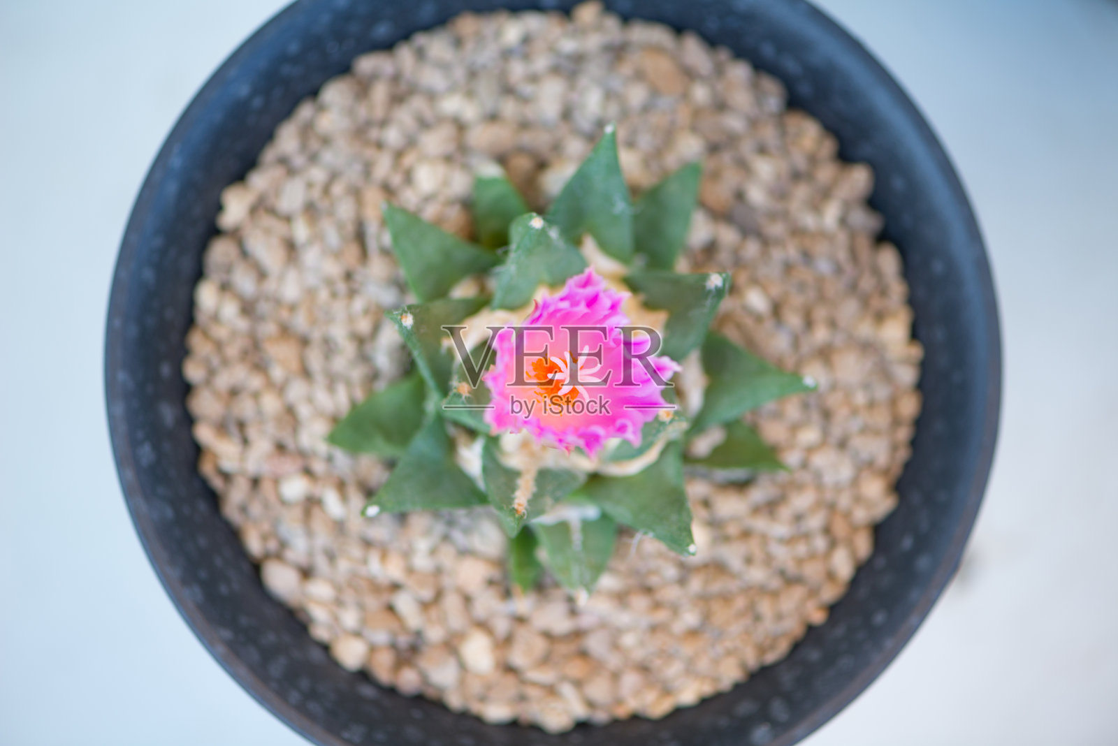 盆中仙人掌和花照片摄影图片