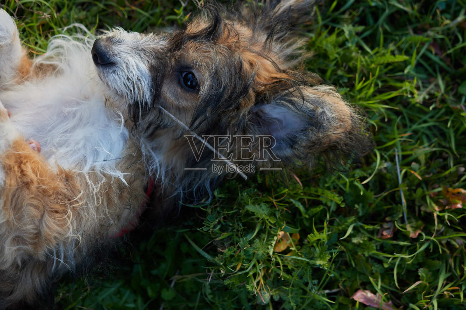 小狗照片摄影图片