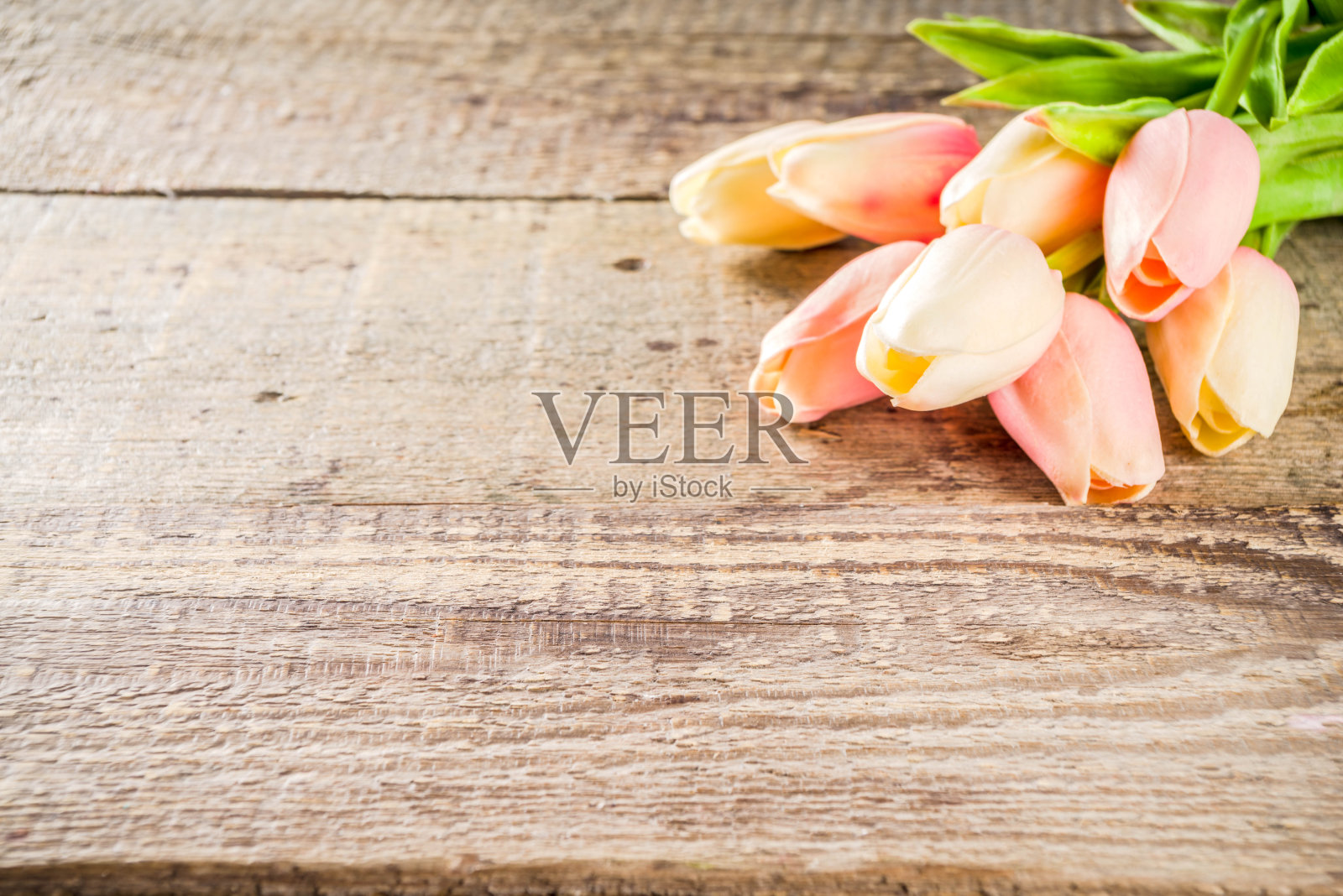 情人节的背景与温柔的郁金香花照片摄影图片