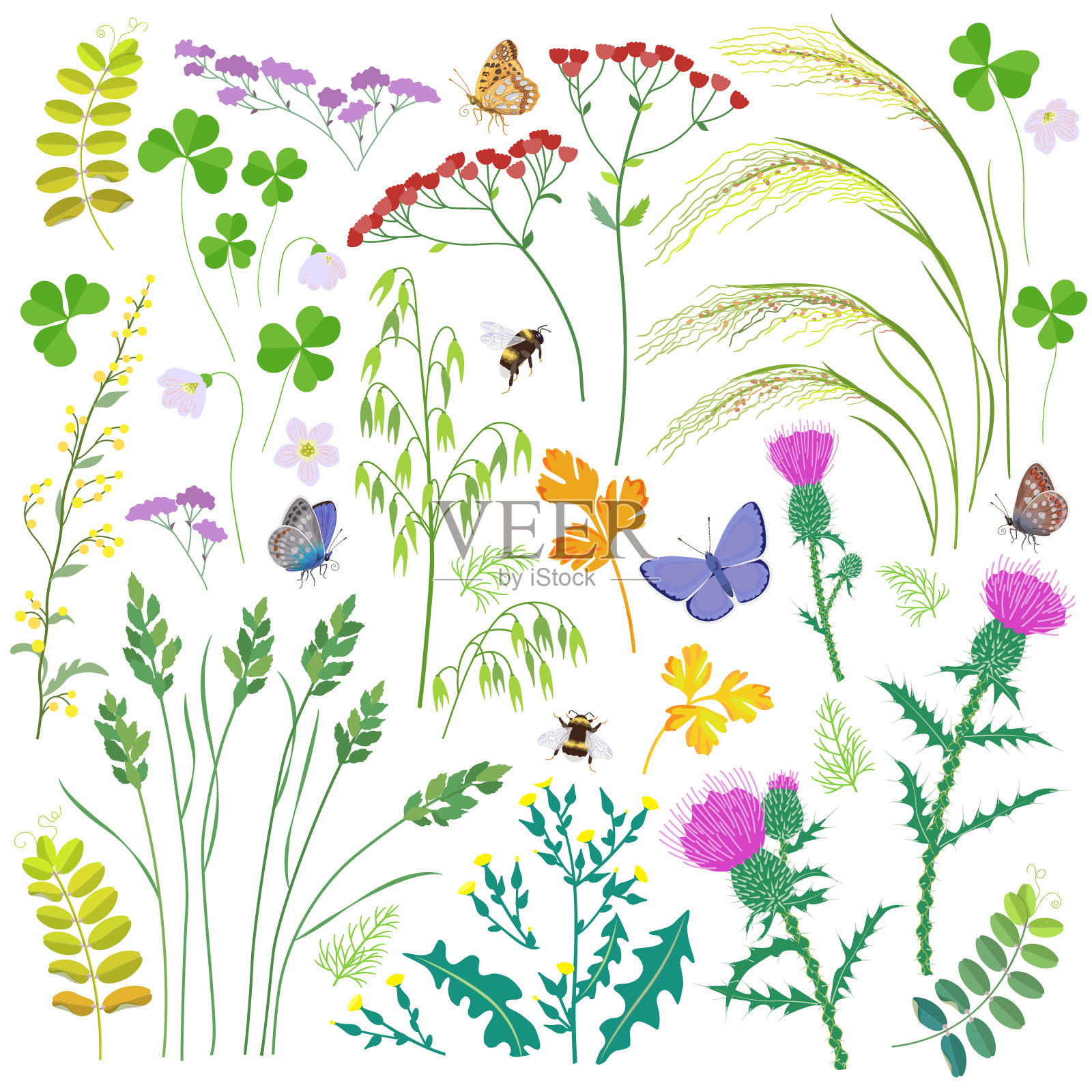 采购产品野生草药，野花，谷物和昆虫插画图片素材