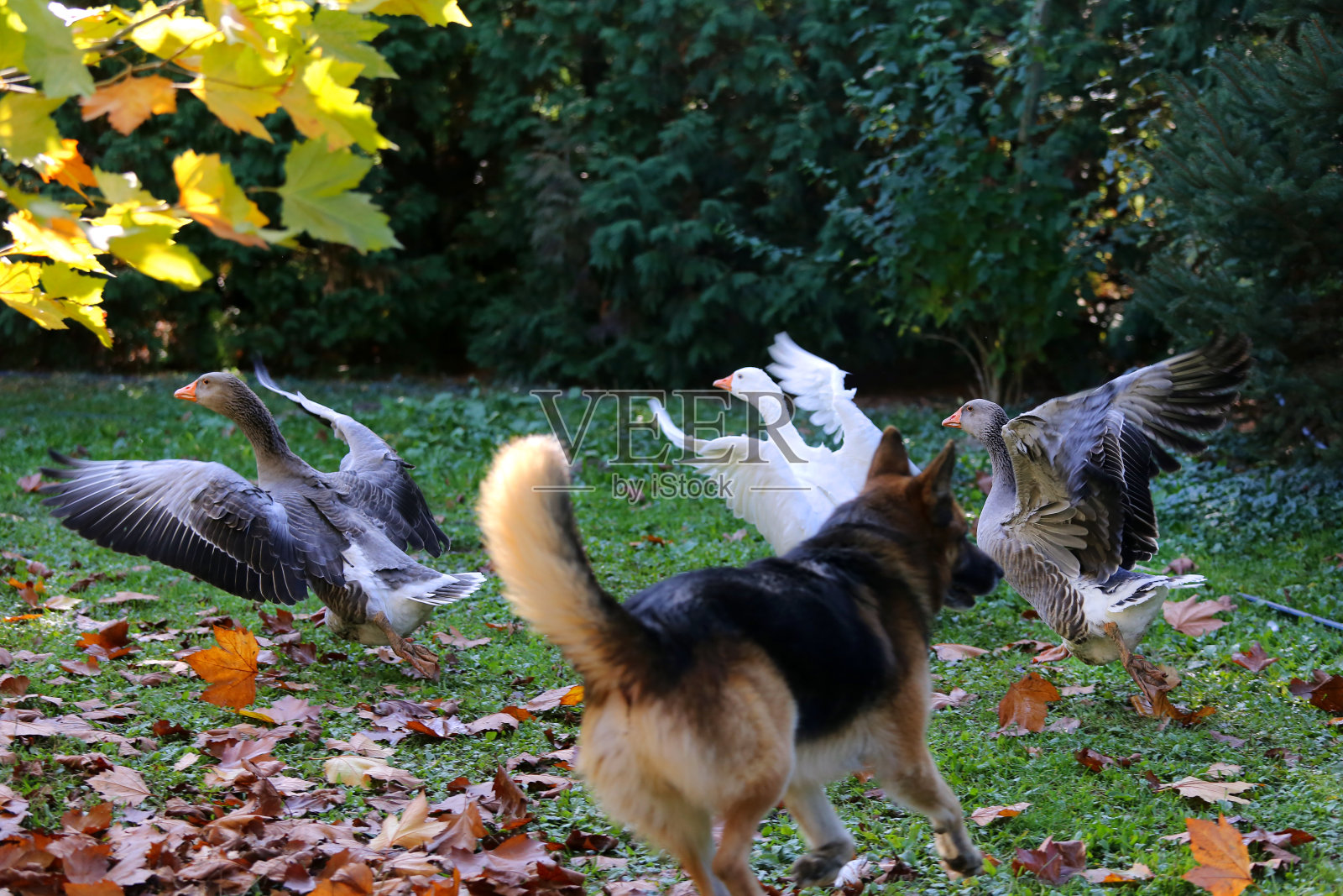 一群家养的白鹅穿过农村的家禽饲养场。家鹅在家禽农场的农家院子秋天的天气照片摄影图片
