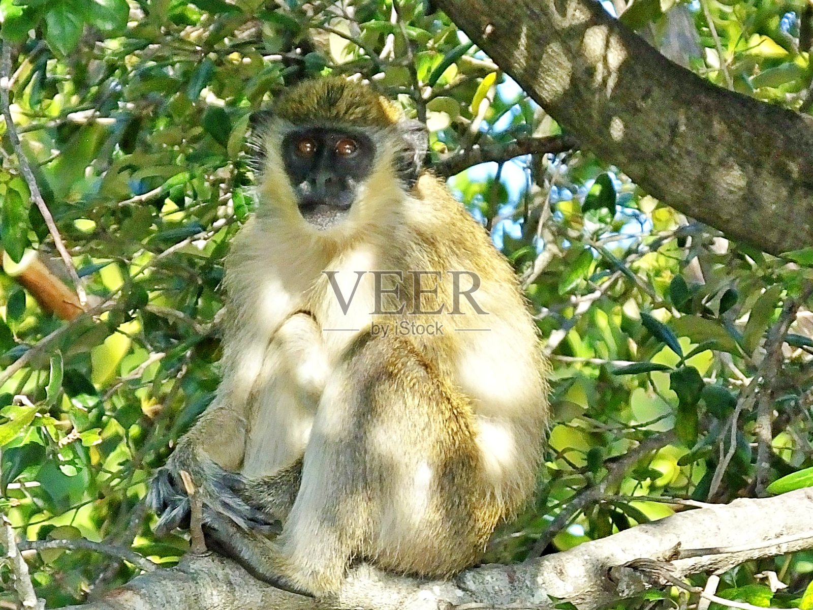 非洲长尾猴——坐在佛罗里达的一棵树上照片摄影图片