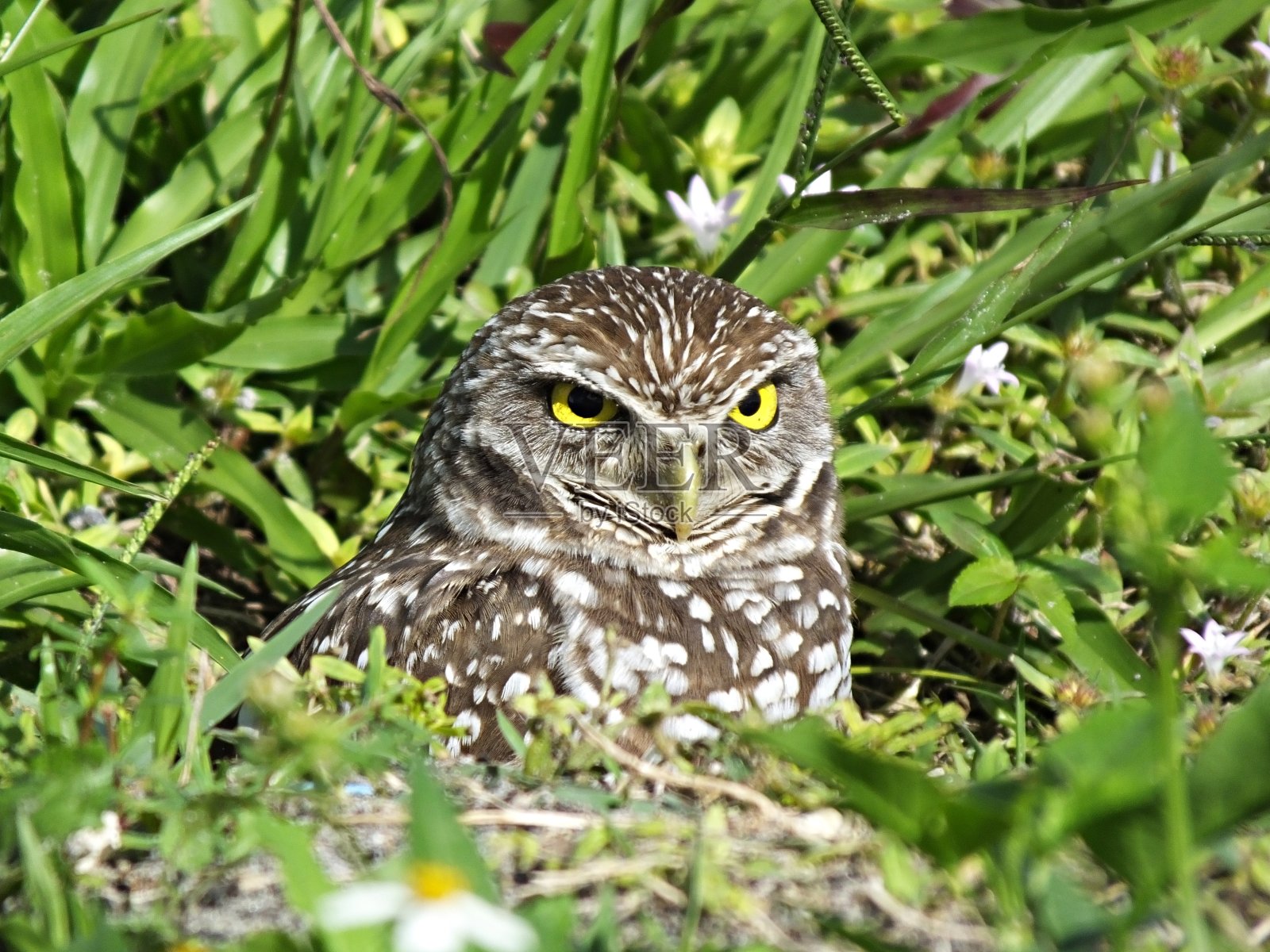 穴鸮(Athene cucularia) -在它的洞-佛罗里达照片摄影图片