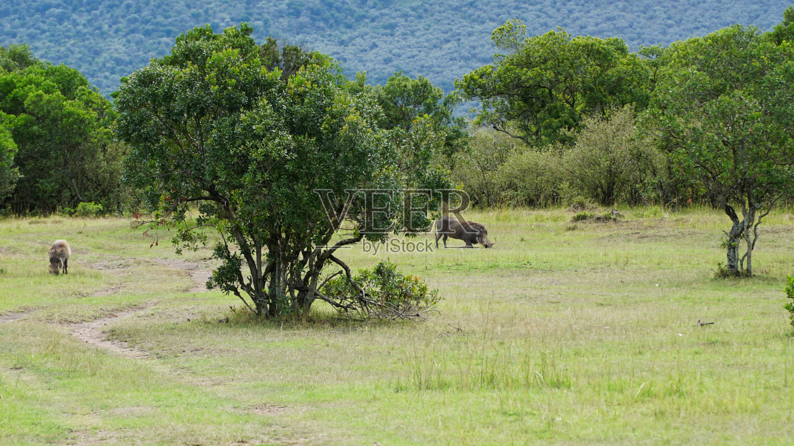 非洲稀树草原中的普通疣猪照片摄影图片