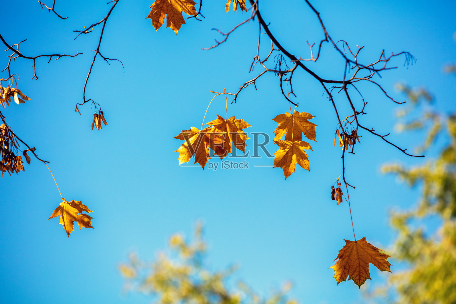 黄色的枫树枝，但以蓝天为背景。自然背景照片摄影图片