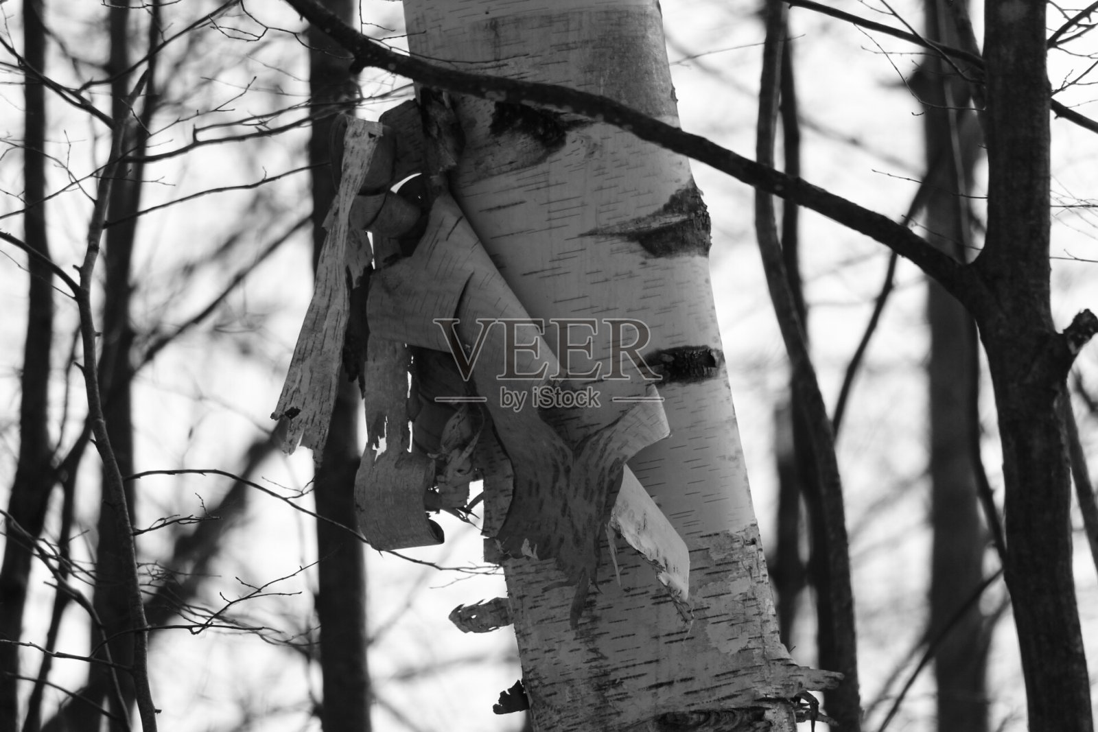 桦木照片摄影图片