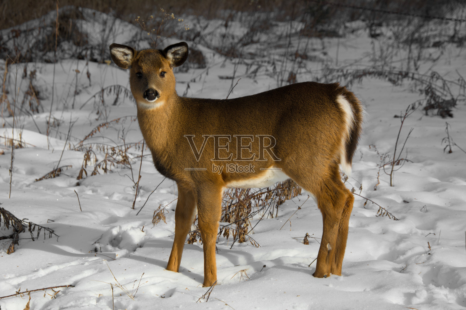 加拿大森林里漂亮的鹿照片摄影图片