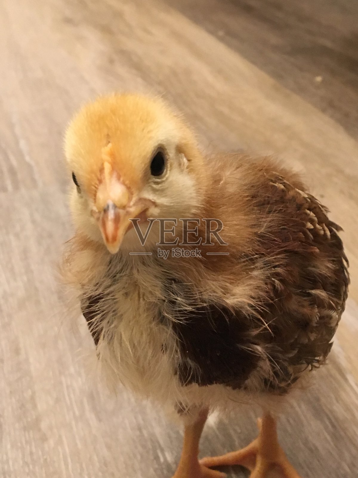 宝宝的小鸡照片摄影图片