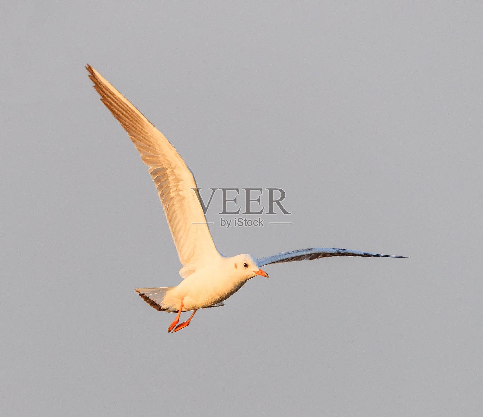 飞翔的海鸥照片摄影图片