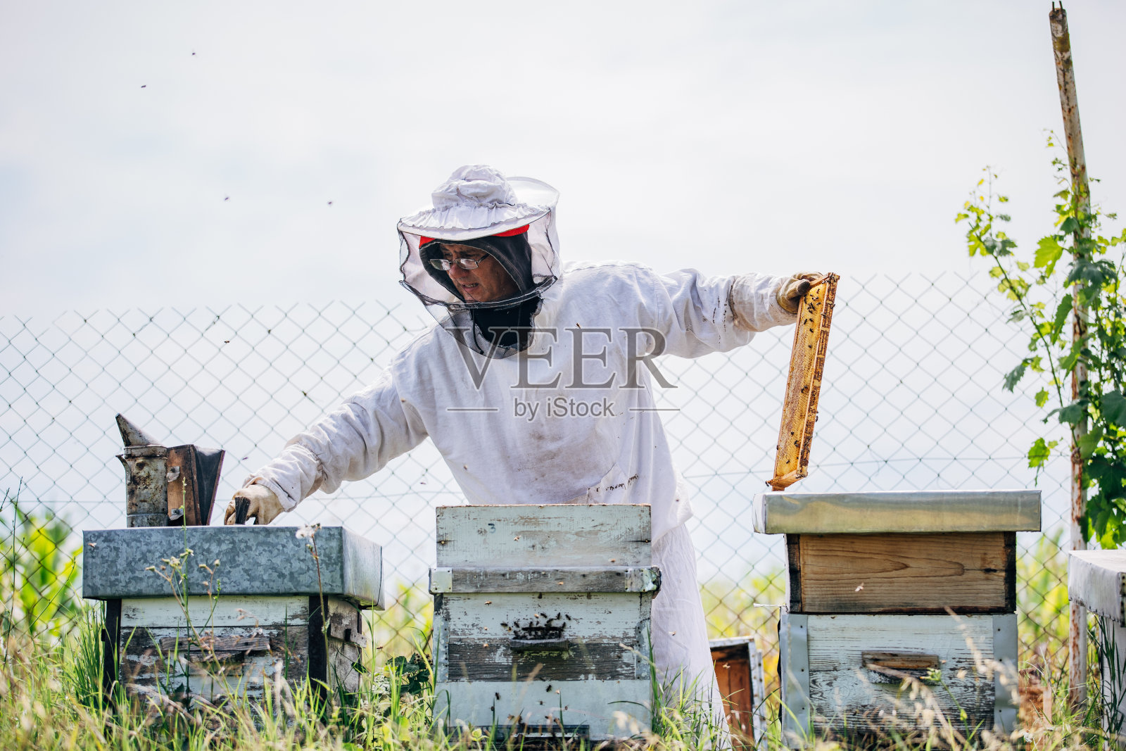 一个养蜂人在养蜂场工作照片摄影图片