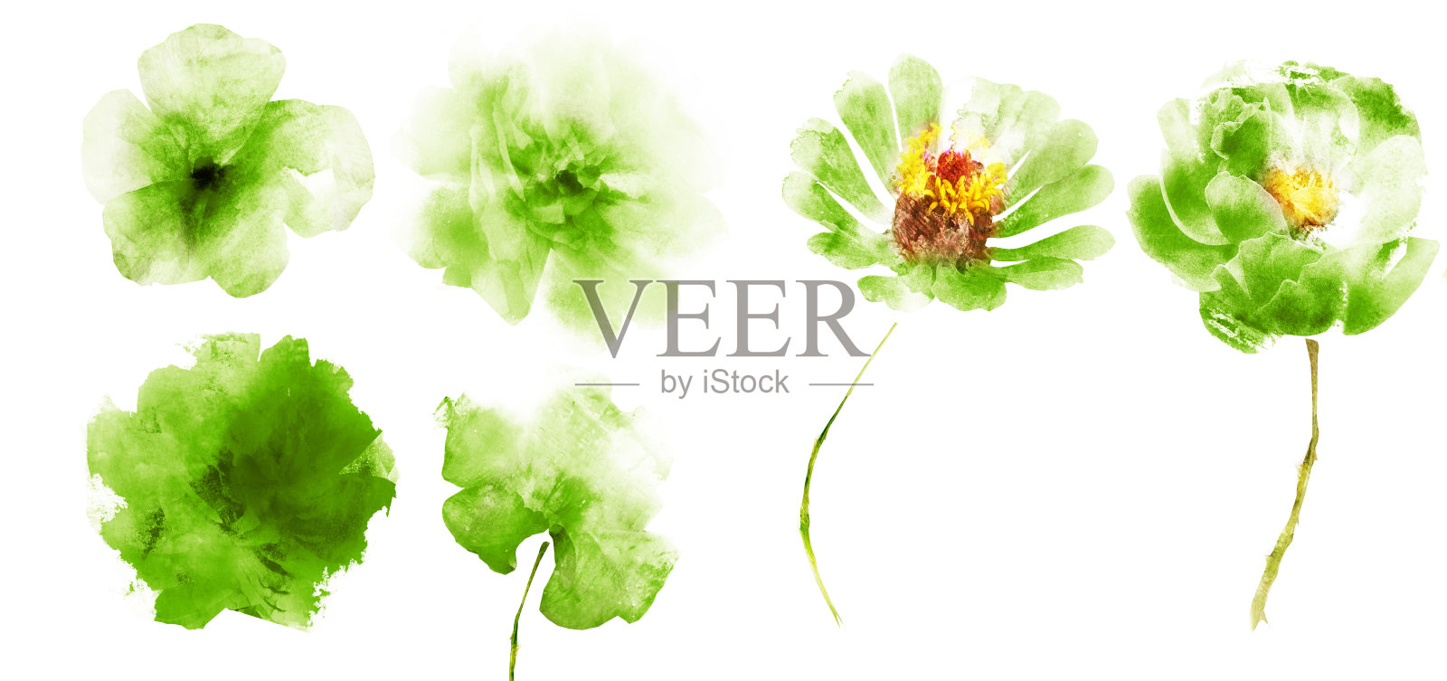 水彩花，孤立的白色背景照片摄影图片