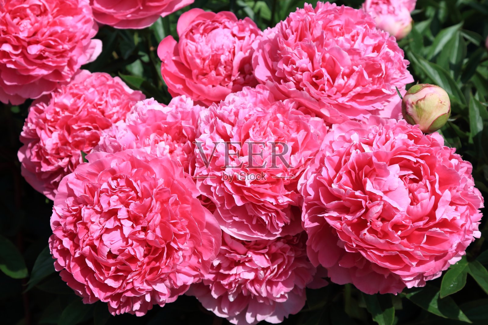 牡丹照片摄影图片