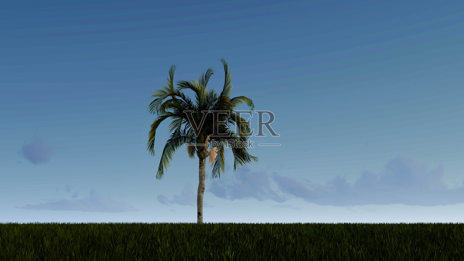 树在夜晚的背景3D渲染照片摄影图片