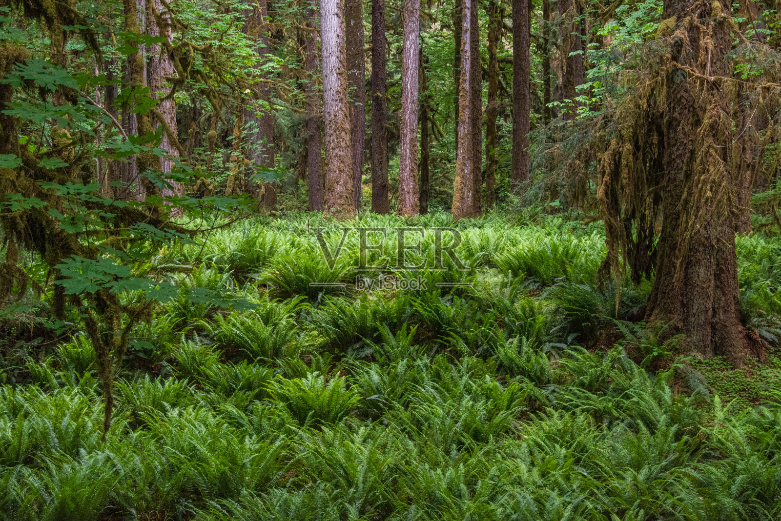 蕨类植物石窟照片摄影图片