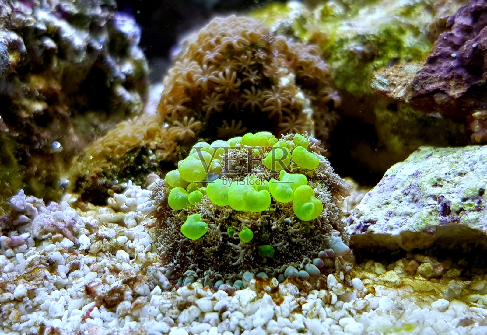 生物危害弹跳蘑菇美丽的软珊瑚照片摄影图片