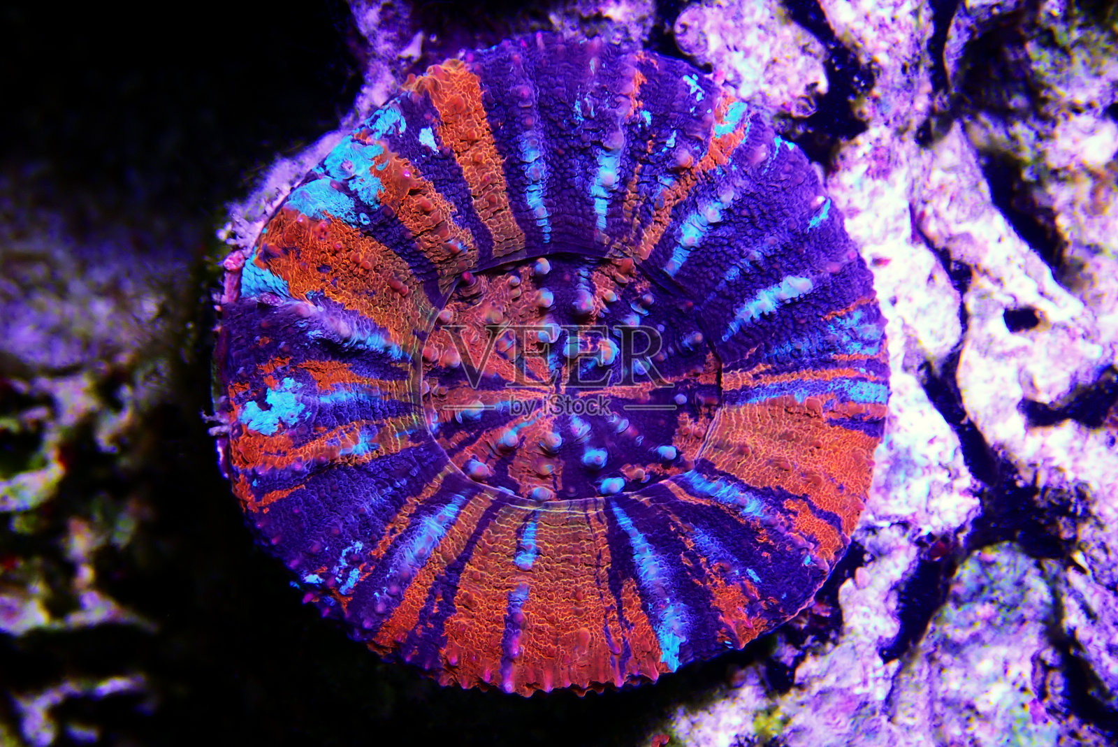 澳大利亚彩虹珊瑚(Homophyllia australis)照片摄影图片